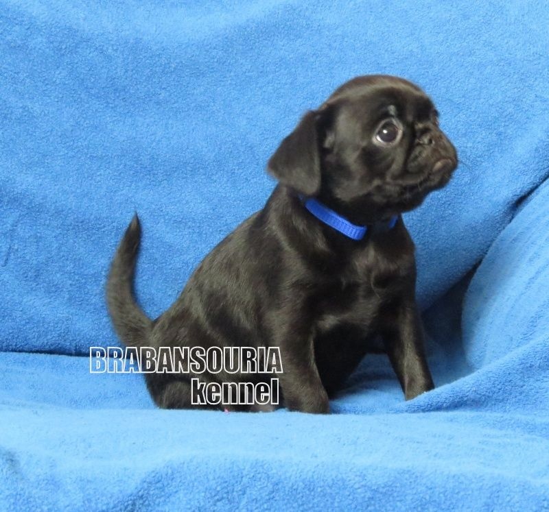 Brabansouria - Petit Brabançon - Portée née le 15/12/2013